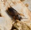 Rhodanthidium sticticum